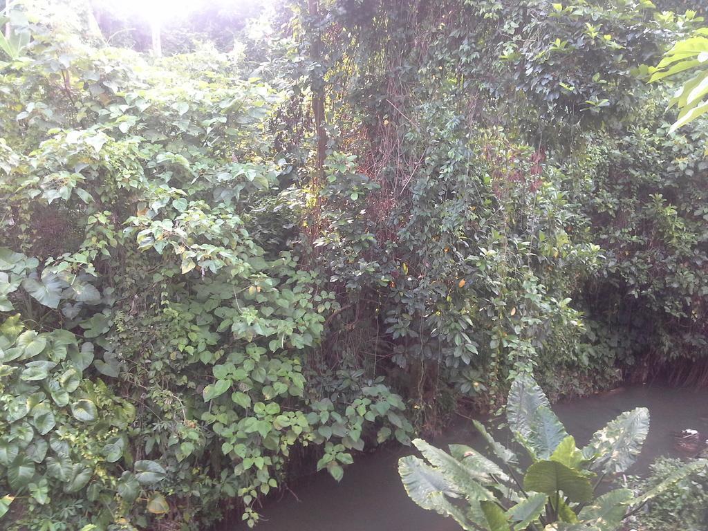 Dewi Ayu Accomodation Ubud Dış mekan fotoğraf